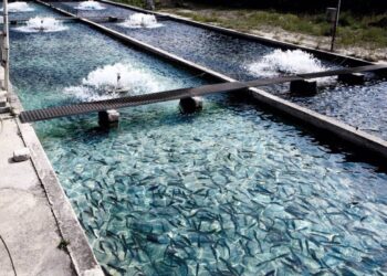 FACUA Euskadi advierte de la instalación de una futura piscifactoría en una zona con metales en el agua por encima de los límites