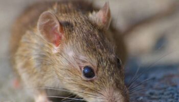 FACUA Asturias denuncia la presencia de ratas en las calles de Langreo