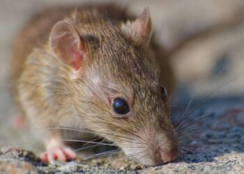 FACUA Asturias denuncia la presencia de ratas en las calles de Langreo