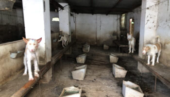 El Partido Animalista propone a la Guardia Civil intensificar las inspecciones a rehalas de perros de caza