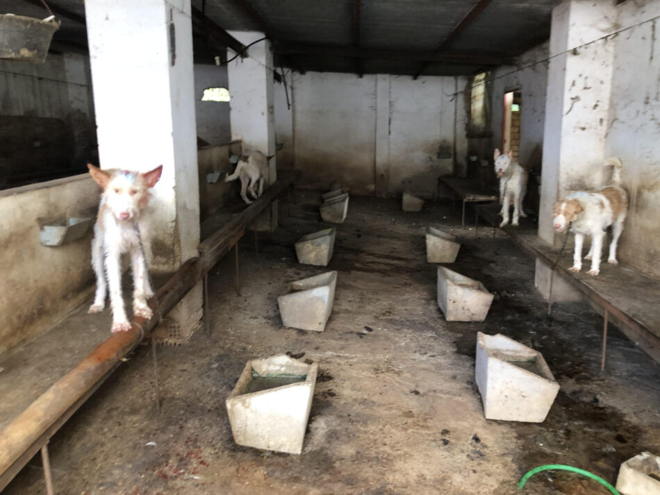 El Partido Animalista propone a la Guardia Civil intensificar las inspecciones a rehalas de perros de caza