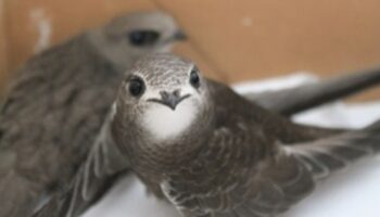 Ecologistas en Acción presenta al Ayuntamiento de Valencia una ordenanza para la protección de aves insectívoras urbanas