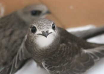 Ecologistas en Acción presenta al Ayuntamiento de Valencia una ordenanza para la protección de aves insectívoras urbanas