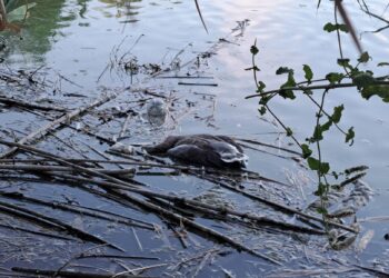 Ecologistas en Acción acusa al gobierno local de Sevilla de irresponsable por la gestión de la epidemia de gripe aviar