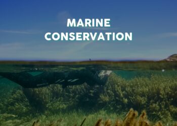 Entitats conservacionistes balears reclamen al Govern que garanteixi la transparència i la participació en l’elaboració dels plans de gestió dels espais marins protegits