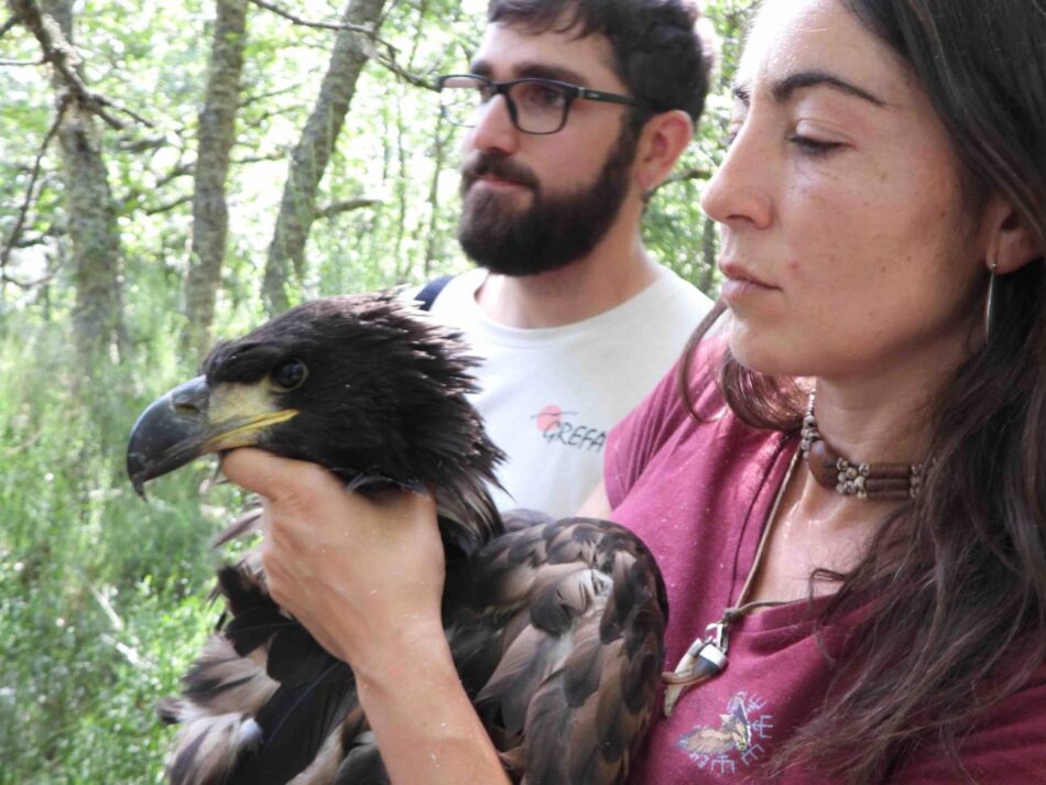 El nacimiento de un pigargo en Castilla y León, un hito para la biodiversidad española