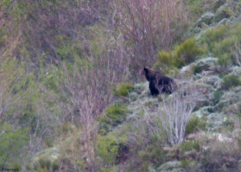 Abren diligencias por la muerte de un oso pardo en Degaña tras denuncia ecologista