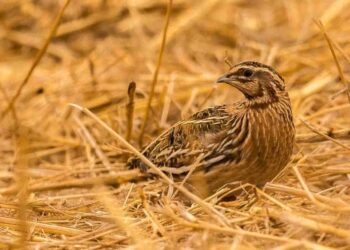 Ecologistas en Acción pide prohibir la caza en media veda