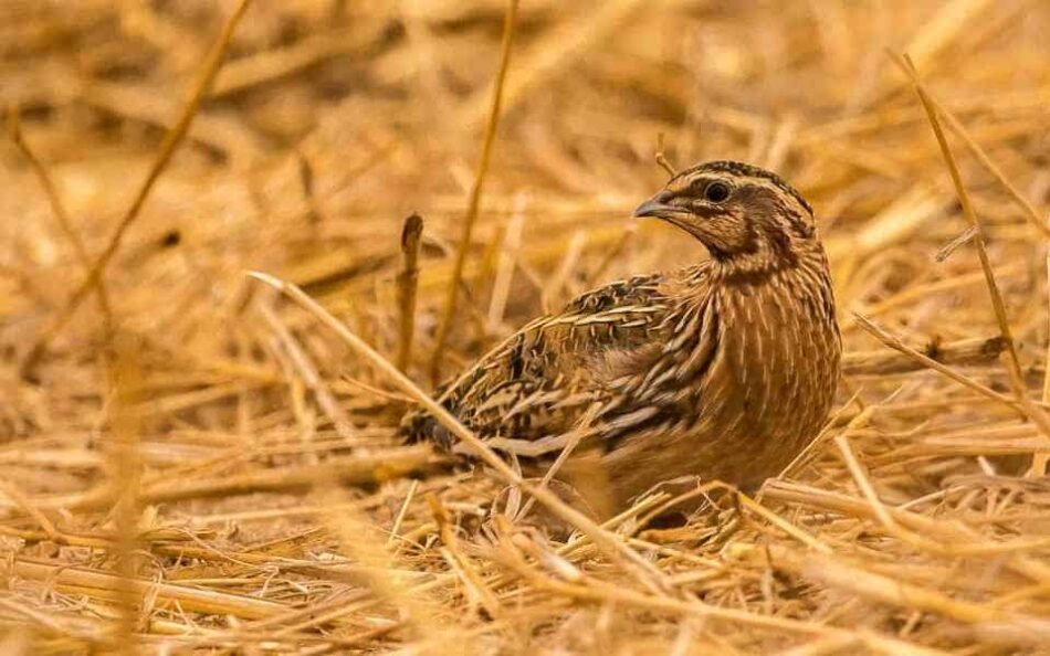 Ecologistas en Acción pide prohibir la caza en media veda