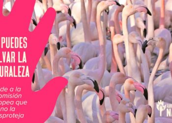 Organizaciones internacionales piden apoyo ciudadano urgente para defender las leyes que protegen la naturaleza en Europa