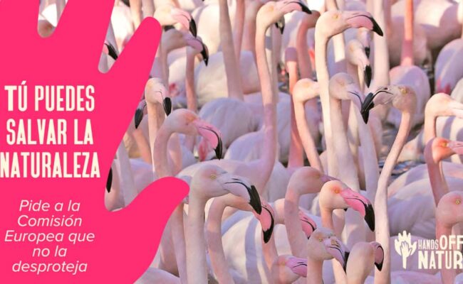 Organizaciones internacionales piden apoyo ciudadano urgente para defender las leyes que protegen la naturaleza en Europa