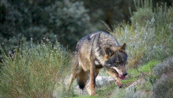 Un informe alerta de la amenaza genética que pone en riesgo la supervivencia del lobo ibérico en Asturias
