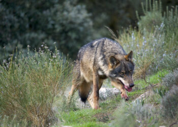 Un informe alerta de la amenaza genética que pone en riesgo la supervivencia del lobo ibérico en Asturias