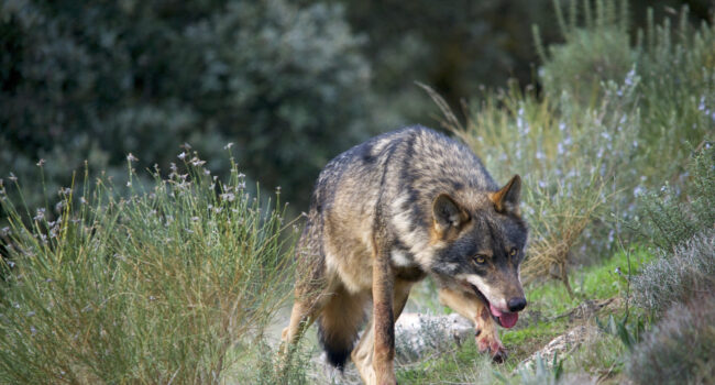 Un informe alerta de la amenaza genética que pone en riesgo la supervivencia del lobo ibérico en Asturias