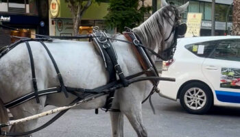PACMA alerta del daño a la imagen turística de Marbella tras la denuncia de una extranjera por presuntos malos tratos a un caballo de carruaje