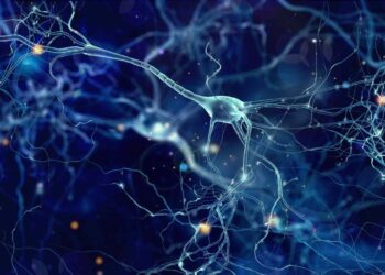 Descifran cómo las neuronas estabilizan la memoria durante el aprendizaje