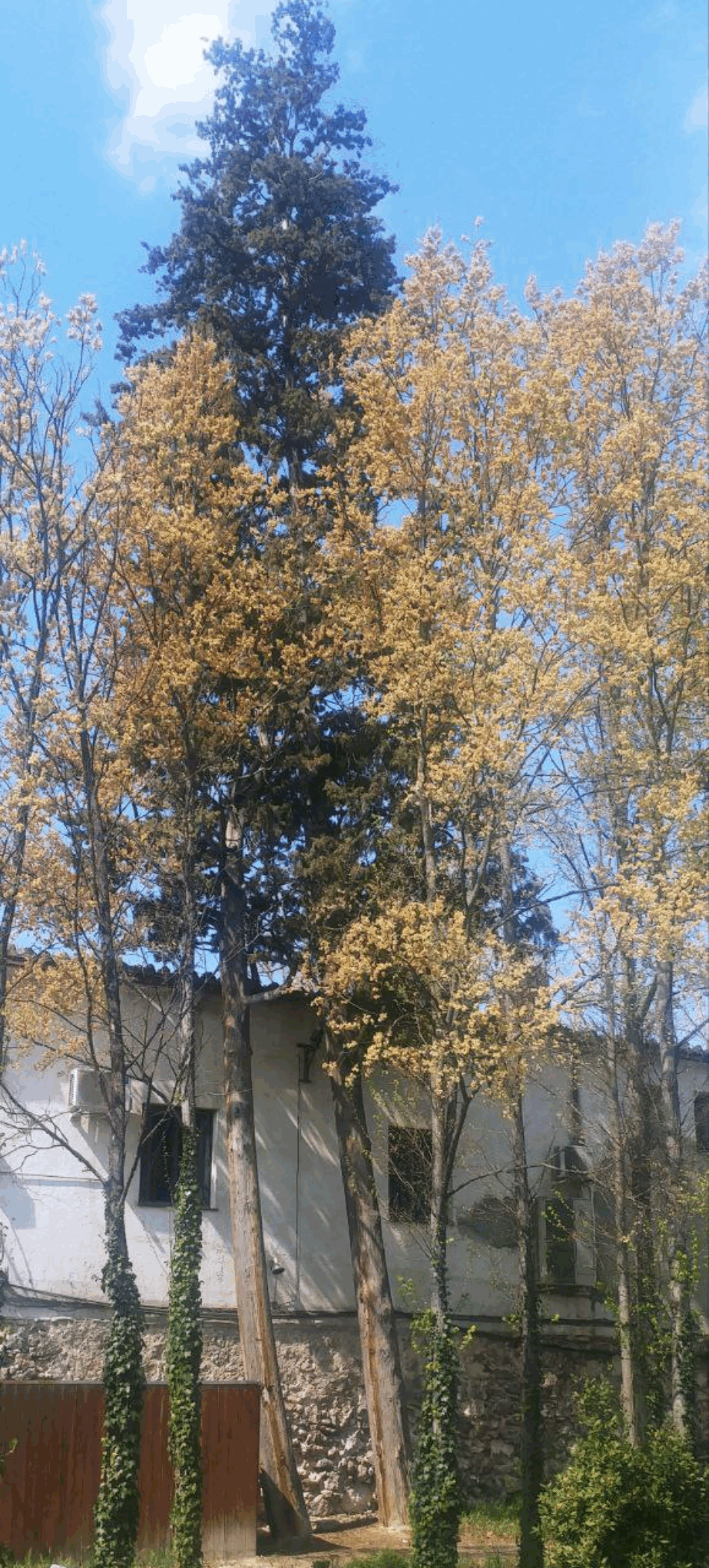 El Ayuntamiento de Madrid tala dos cipreses centenarios de la Casa de Campo