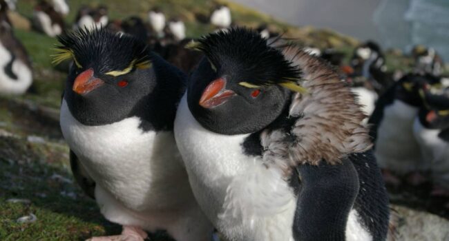Fenómenos extremos ponen en riesgo a los pingüinos del hemisferio sur