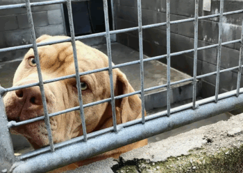 PACMA pide al Ayuntamiento de Santiago de Compostela que paralice el polémico sacrificio del perro “Gosu”