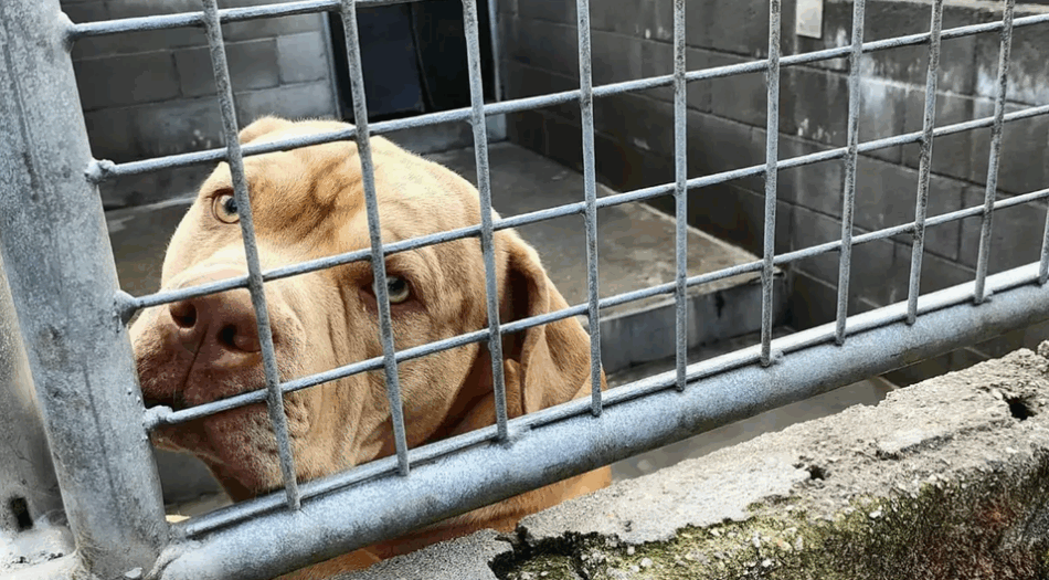 PACMA pide al Ayuntamiento de Santiago de Compostela que paralice el polémico sacrificio del perro “Gosu”