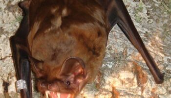 El murciélago más grande de Europa puede cazar y consumir aves en pleno vuelo