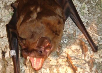 El murciélago más grande de Europa puede cazar y consumir aves en pleno vuelo