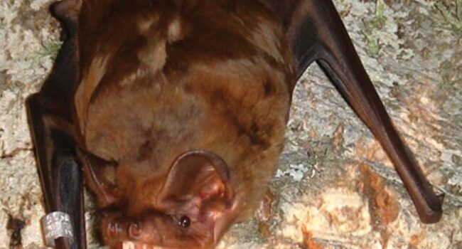 El murciélago más grande de Europa puede cazar y consumir aves en pleno vuelo