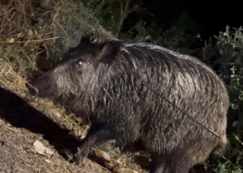 Colectivos ecologistas denuncian prácticas cruentas en la caza de jabalí