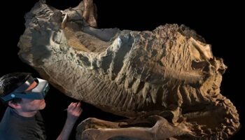 Las ‘momias’ de hadrosaurio son en realidad moldes de arcilla creados por microbios