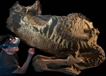 Las ‘momias’ de hadrosaurio son en realidad moldes de arcilla creados por microbios