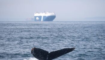 La velocidad de navegación en el Mediterráneo noroccidental no se reduce pese a las recomendaciones internacionales para evitar colisiones con ballenas