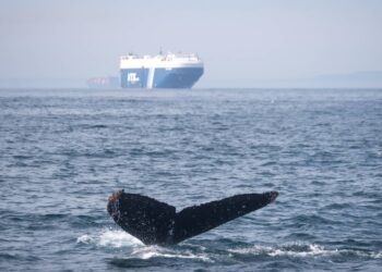 La velocidad de navegación en el Mediterráneo noroccidental no se reduce pese a las recomendaciones internacionales para evitar colisiones con ballenas