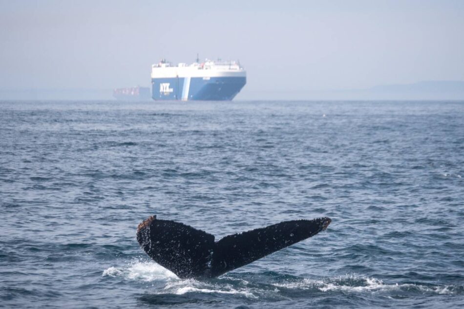 La velocidad de navegación en el Mediterráneo noroccidental no se reduce pese a las recomendaciones internacionales para evitar colisiones con ballenas
