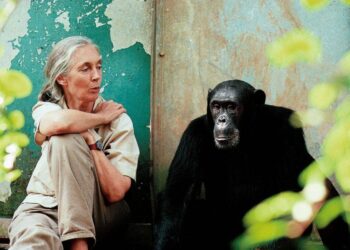 Muere Jane Goodall, pionera en el estudio de los chimpancés y referente mundial en conservación
