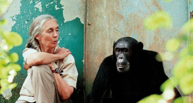 Muere Jane Goodall, pionera en el estudio de los chimpancés y referente mundial en conservación