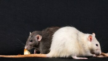 No solo cerebro: la médula espinal tiene un papel en el sexo más relevante del esperado