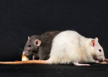 No solo cerebro: la médula espinal tiene un papel en el sexo más relevante del esperado