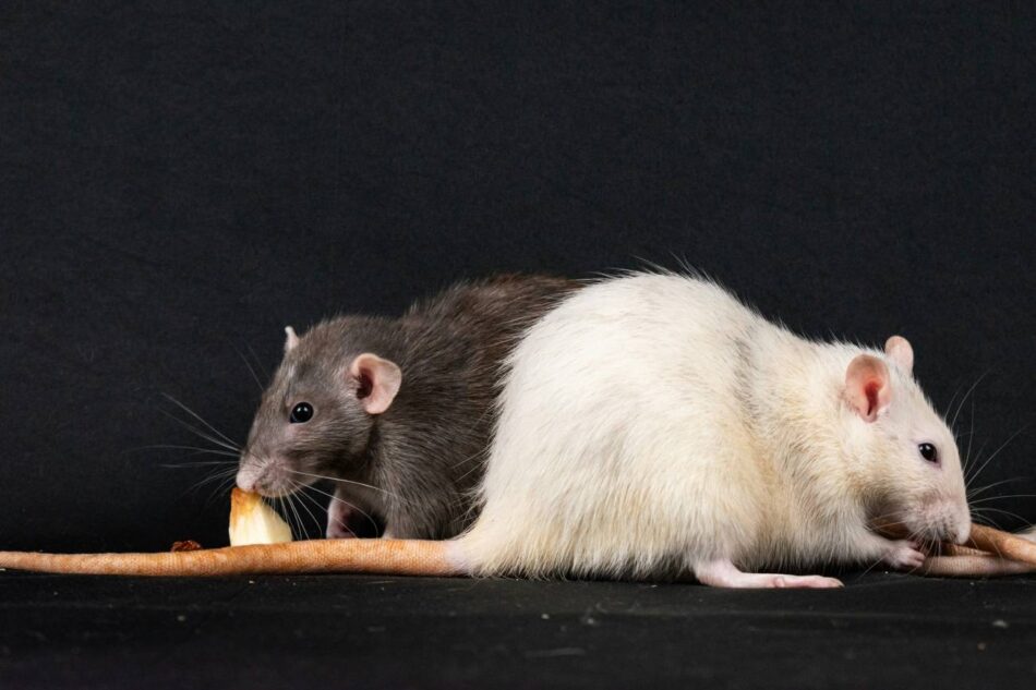 No solo cerebro: la médula espinal tiene un papel en el sexo más relevante del esperado