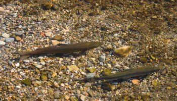 Ecoloxistes n’Aición denuncia que la veda parcial del salmón es insuficiente