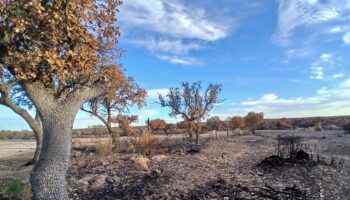 Organizaciones ambientales consideran inadmisible el aprovechamiento de la madera en los perímetros de los incendios forestales