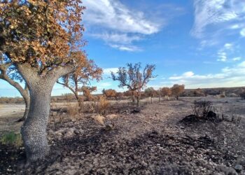Organizaciones ambientales consideran inadmisible el aprovechamiento de la madera en los perímetros de los incendios forestales