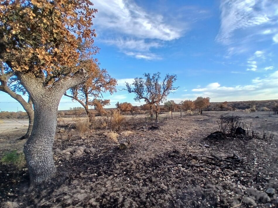 Organizaciones ambientales consideran inadmisible el aprovechamiento de la madera en los perímetros de los incendios forestales
