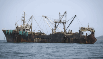 El control de las importaciones de la UE no está logrando mantener los productos pesqueros ilegales fuera de los platos europeos, advierte un nuevo informe