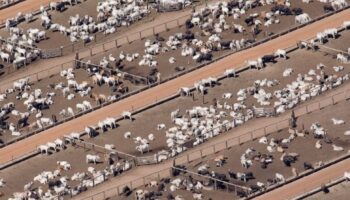 Dos gigantes españolas entre las 45 empresas cárnicas y lácteas más contaminantes del mundo 