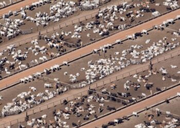 Dos gigantes españolas entre las 45 empresas cárnicas y lácteas más contaminantes del mundo