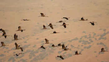 Informe de afectación de Influencia aviar (H5N1), en la ruta migratoria occidental de la Grulla Común (Grus grus)