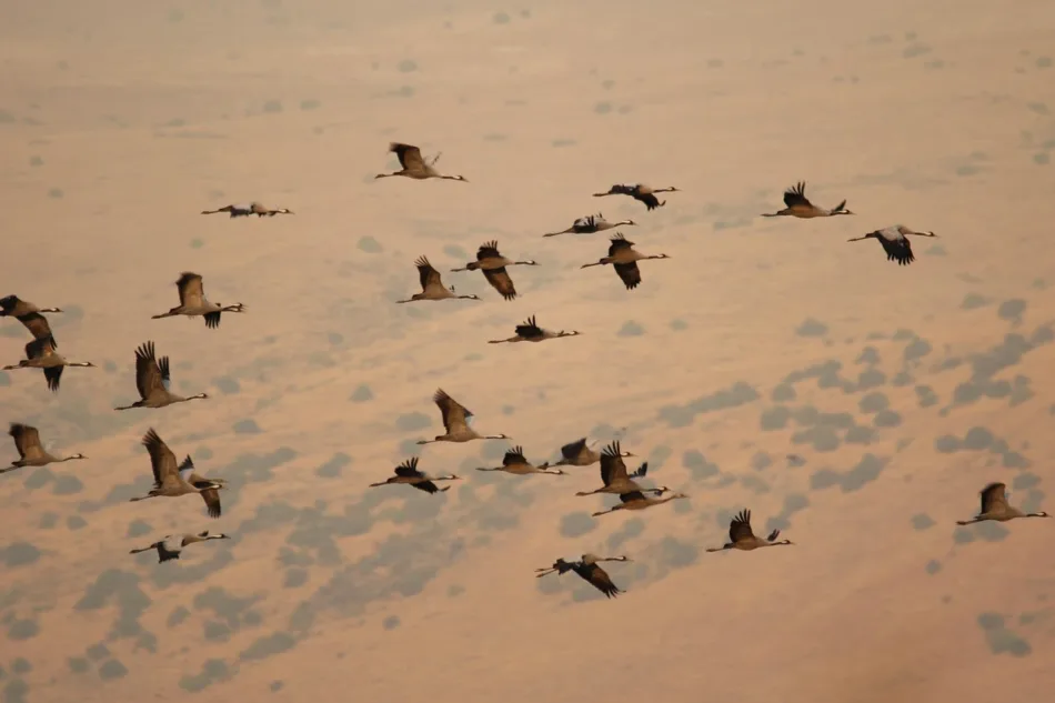 Informe de afectación de Influencia aviar (H5N1), en la ruta migratoria occidental de la Grulla Común (Grus grus)