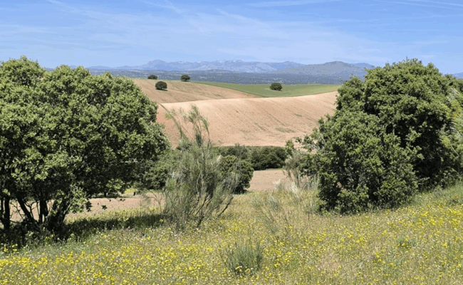 Plataforma Ecologista Madrileña: «El anteproyecto de nueva Ley del Suelo de Madrid liquida el urbanismo público y consolida el suelo como negocio»