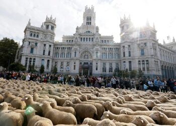 Representantes de grupos ecologistas piden a la Comunidad de Madrid que garantice el paso seguro de los rebaños trashumantes  