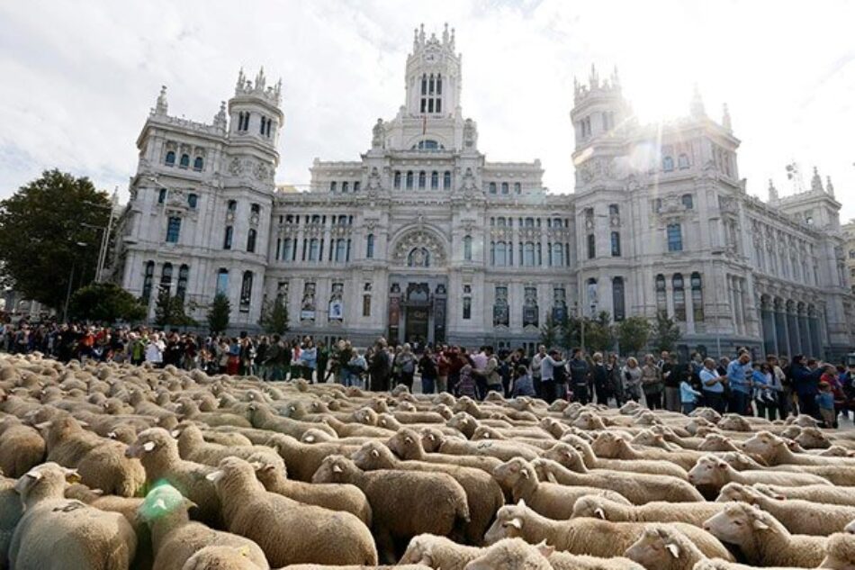 Representantes de grupos ecologistas piden a la Comunidad de Madrid que garantice el paso seguro de los rebaños trashumantes